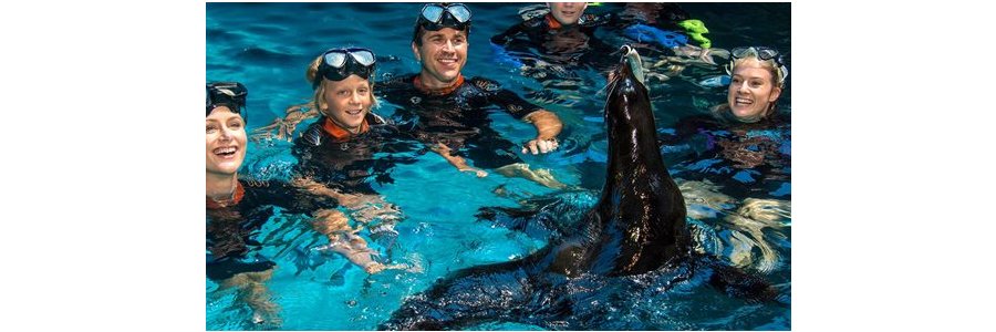 Seal Swim Photo From Sea Life Sunshine Coast Aquarium Website